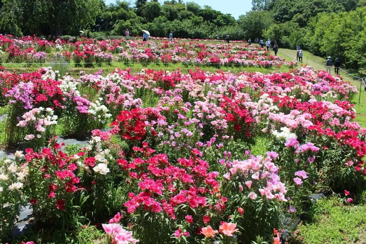 🌳 기타모토 종합공원 (기타모토소고코엔) 이미지 8